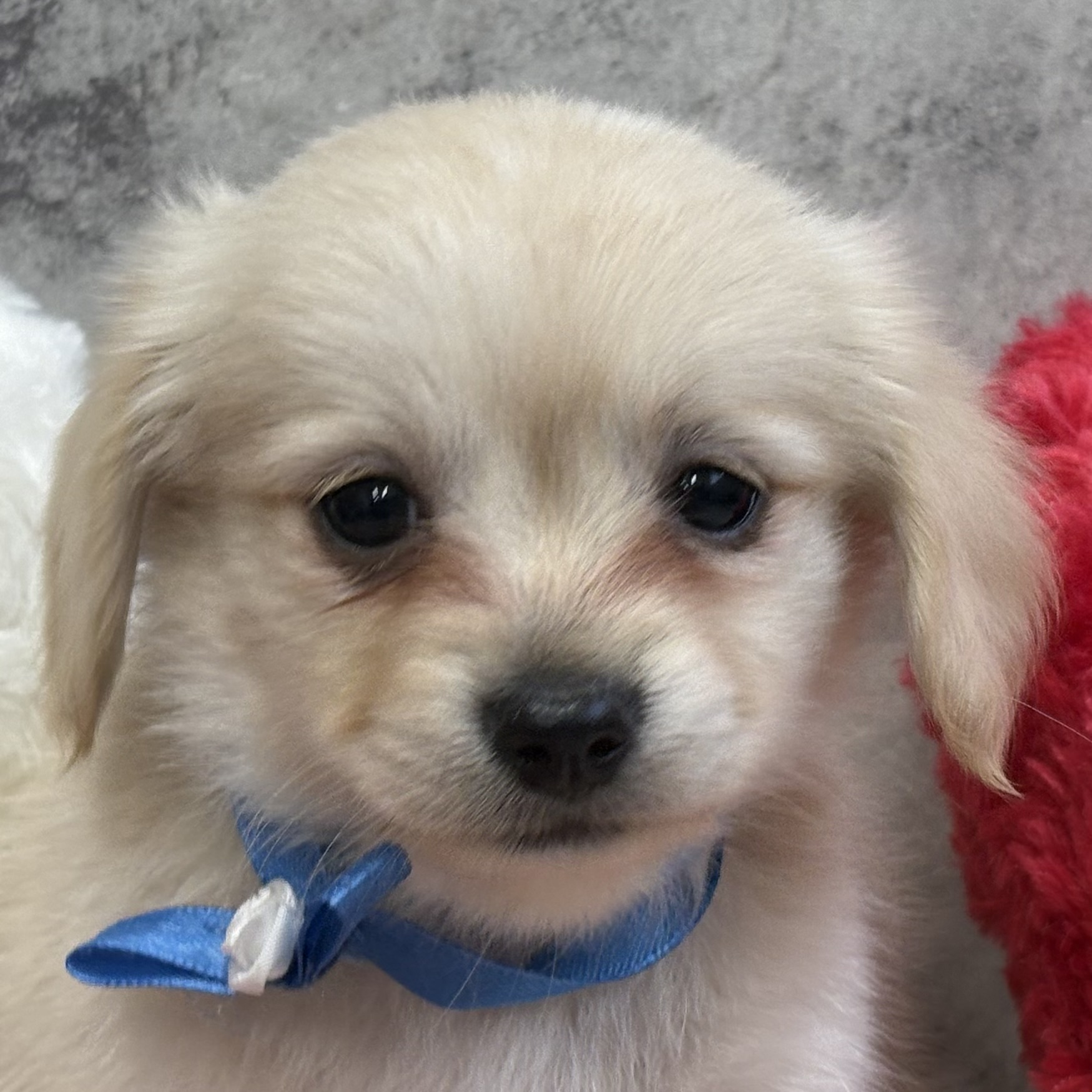 ハーフ犬男の子の写真