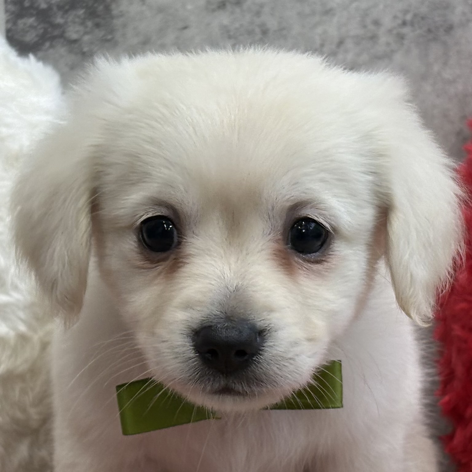 ハーフ犬男の子の写真