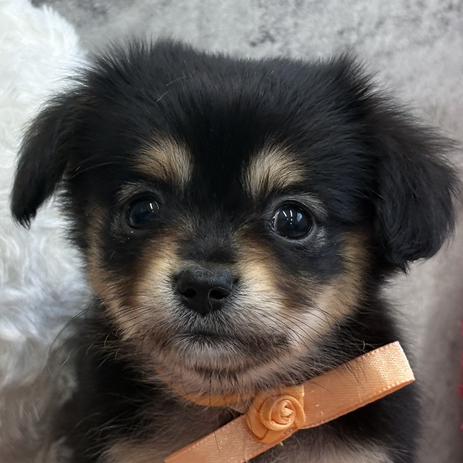 ハーフ犬女の子の写真