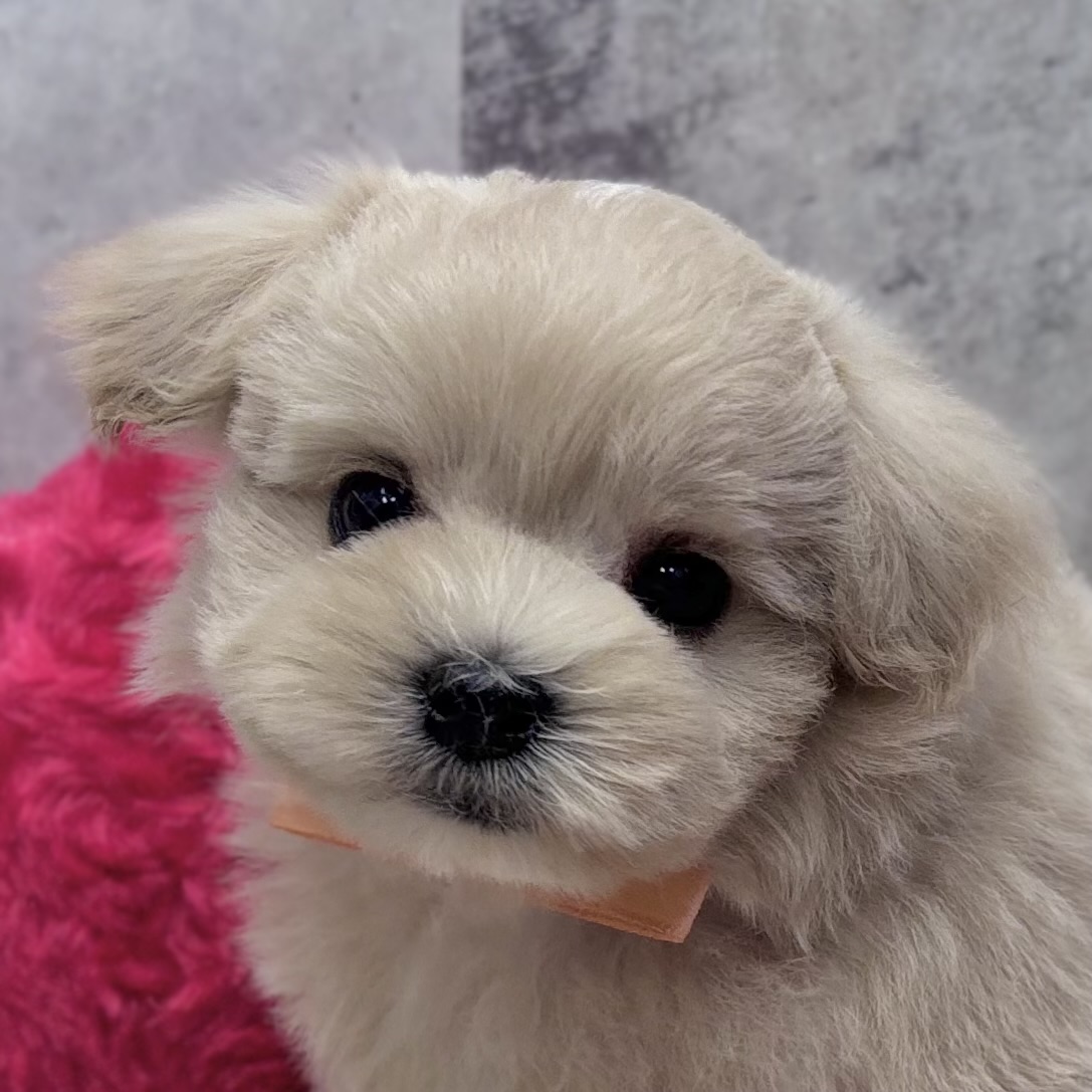 ハーフ犬男の子の写真