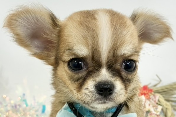 チワワ（ロング）男の子の写真