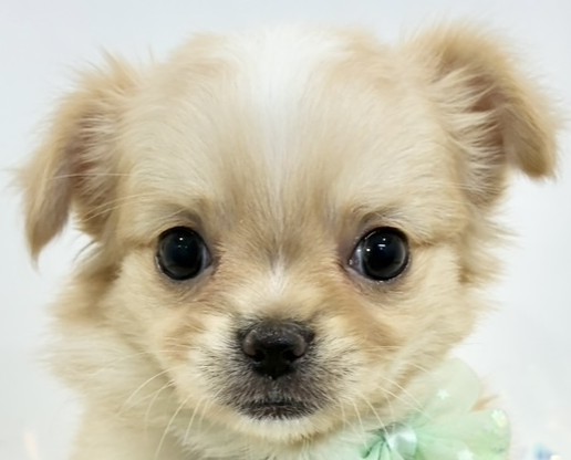 チワワ（ロング）男の子の写真