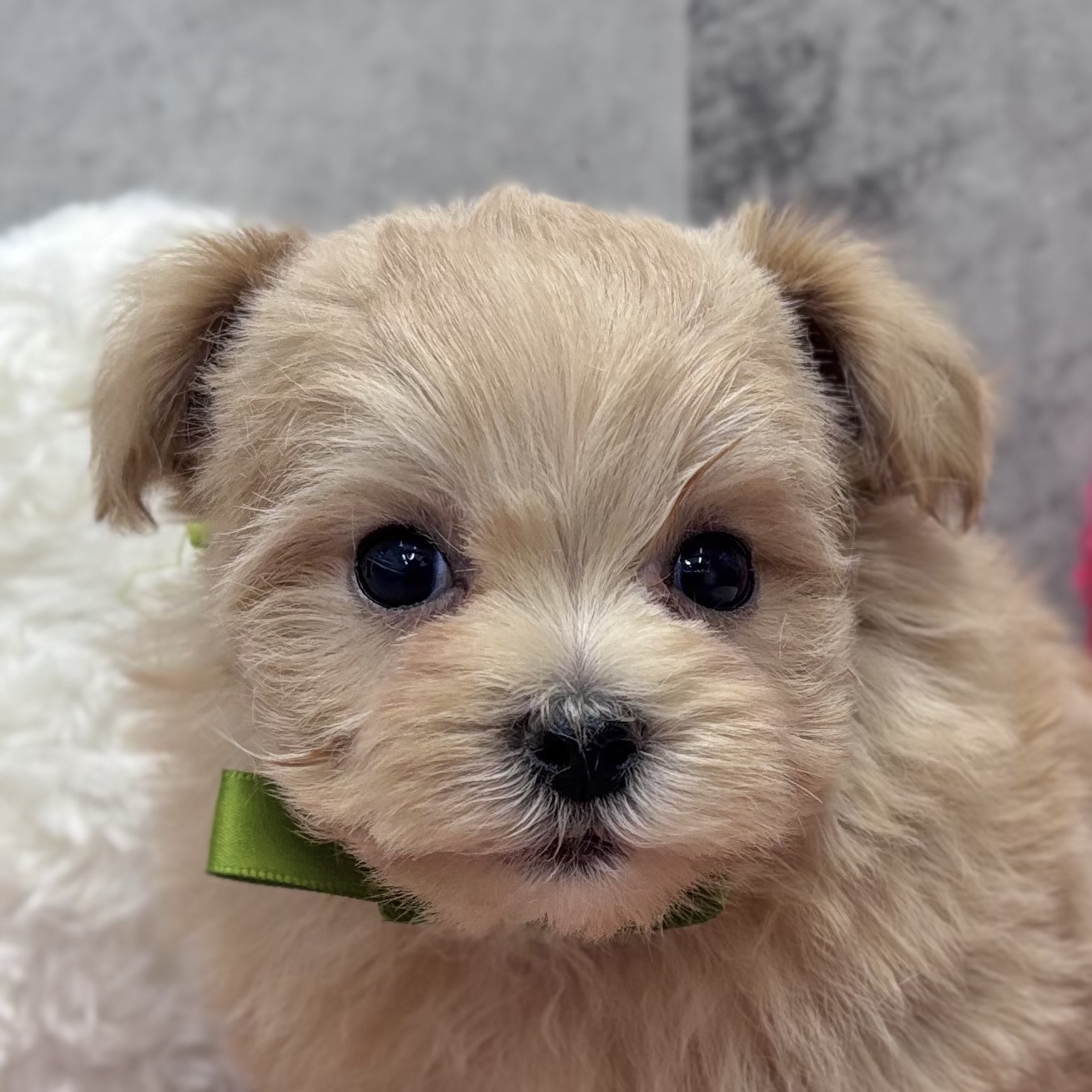 ハーフ犬男の子の写真