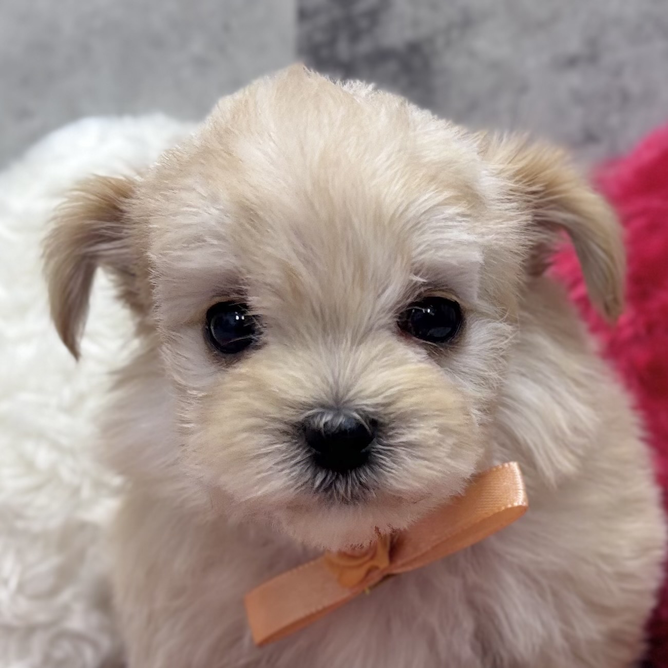 ハーフ犬女の子の写真