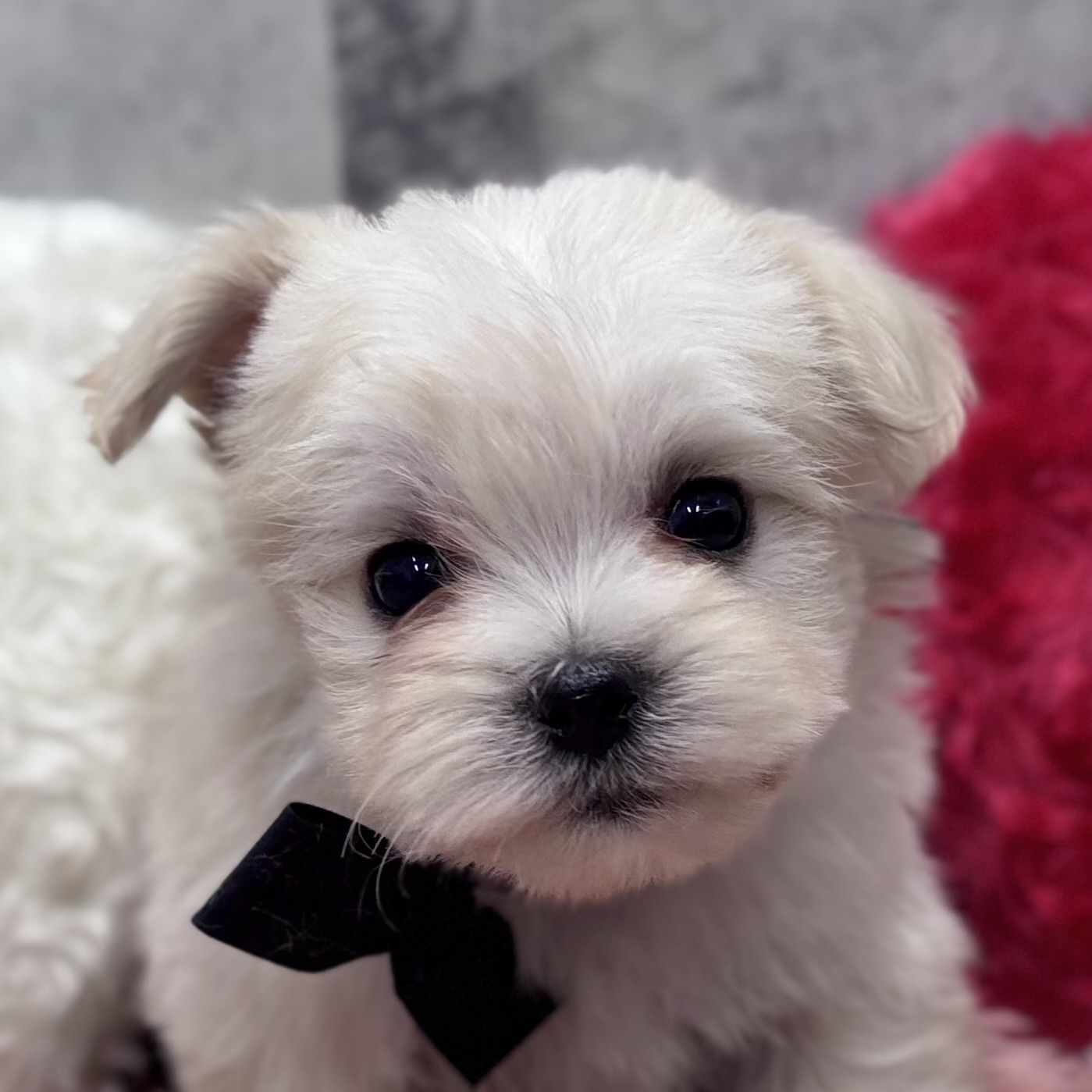 ハーフ犬男の子の写真