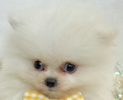 ポメラニアン男の子の写真