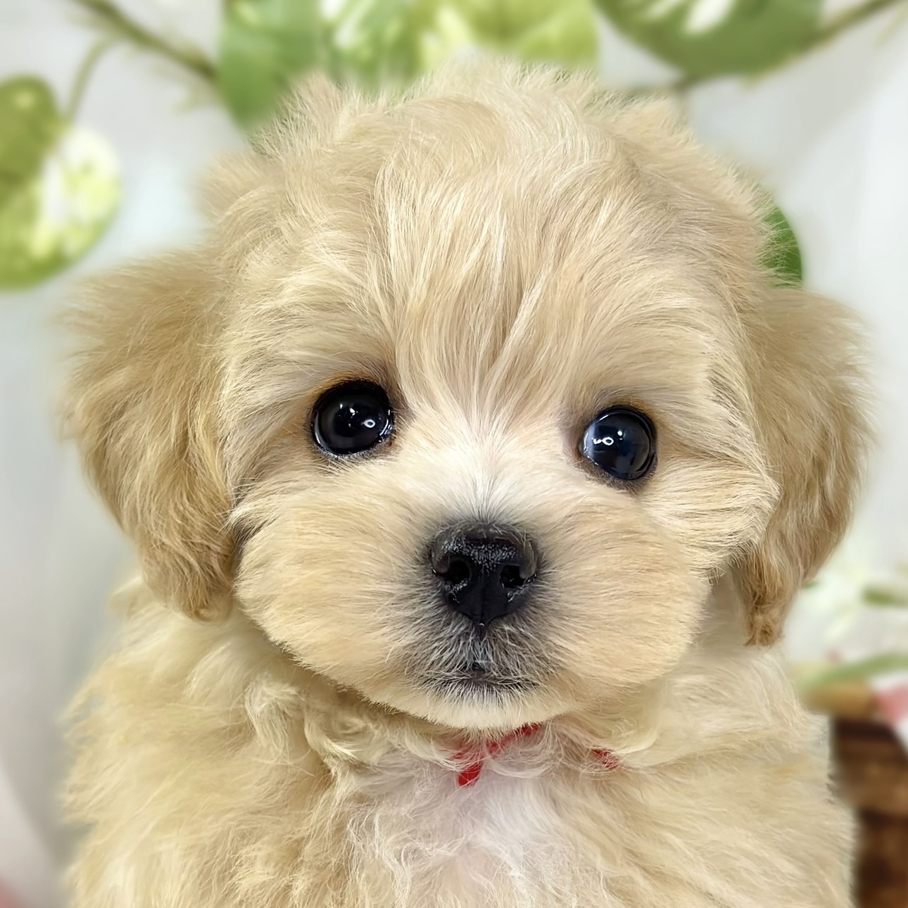 ハーフ犬男の子の写真