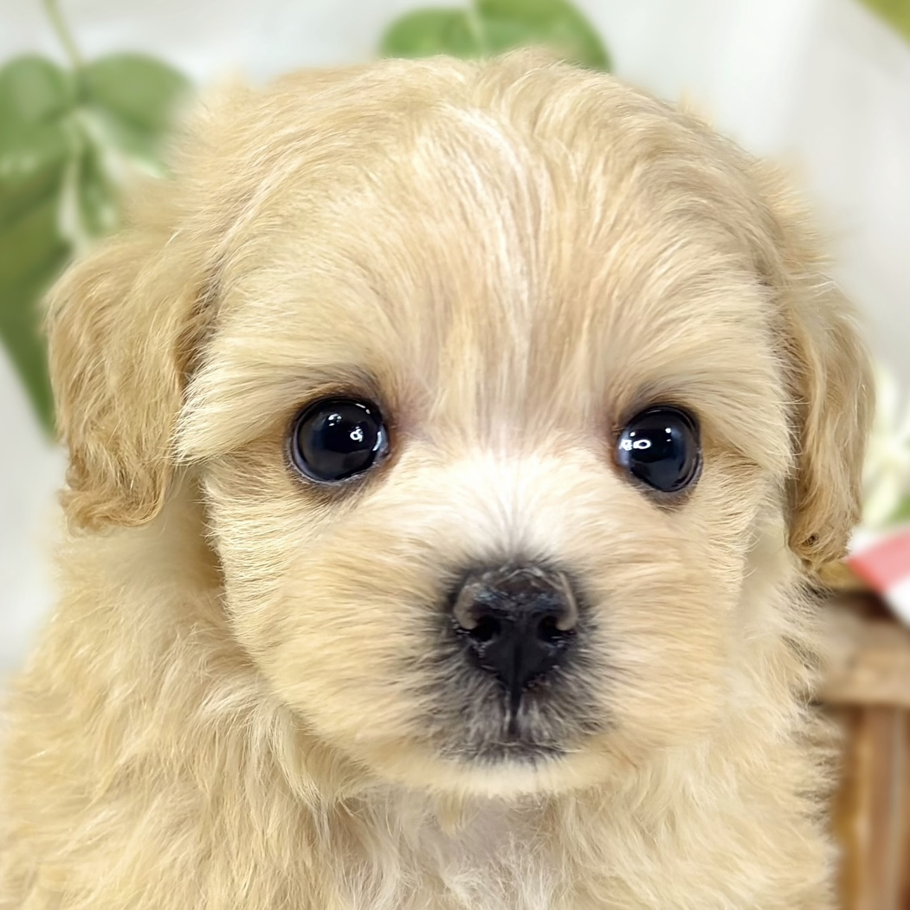 ハーフ犬男の子の写真