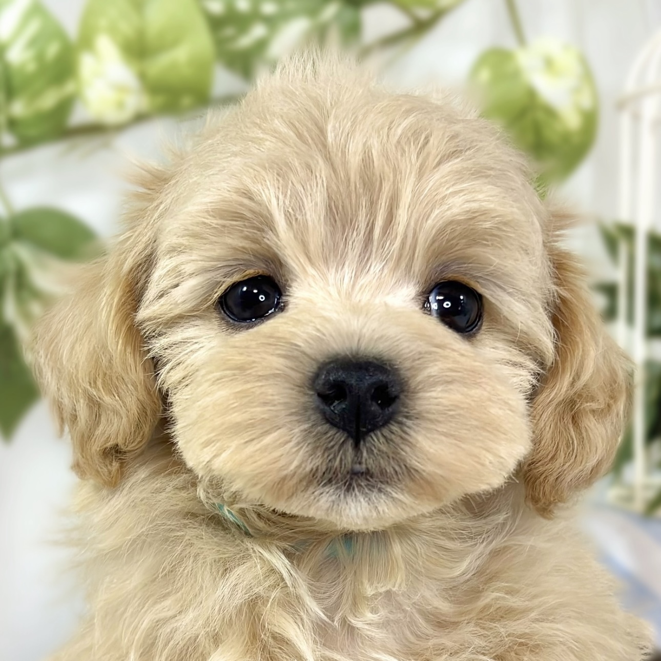 ハーフ犬女の子の写真