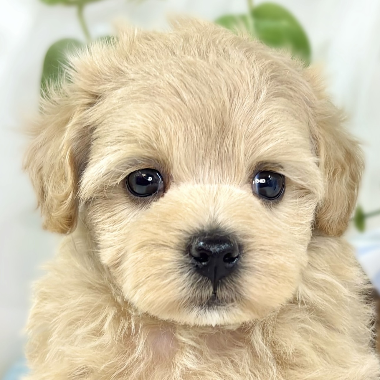 ハーフ犬女の子の写真