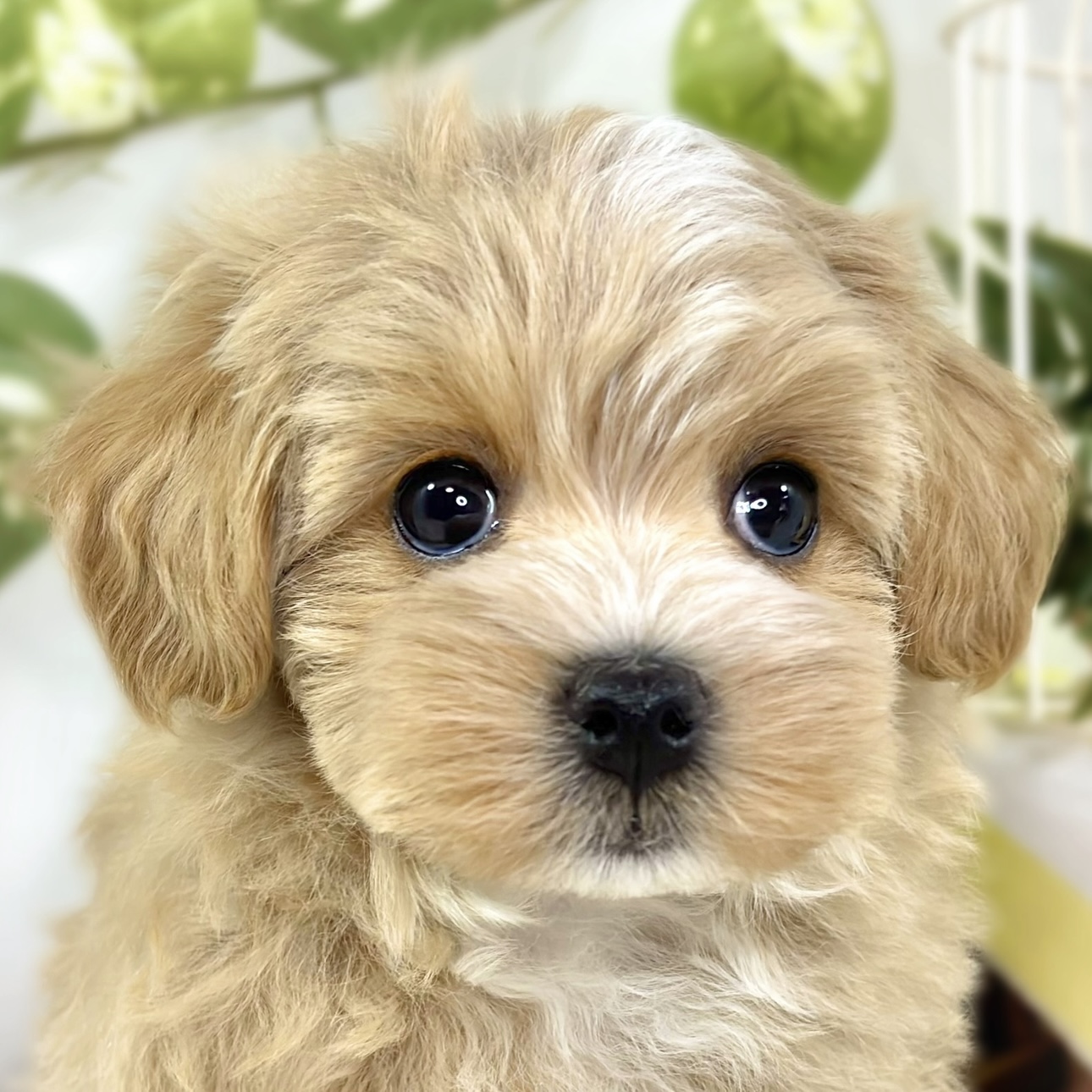 ハーフ犬女の子の写真