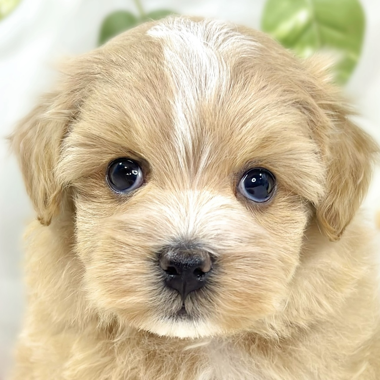 ハーフ犬女の子の写真