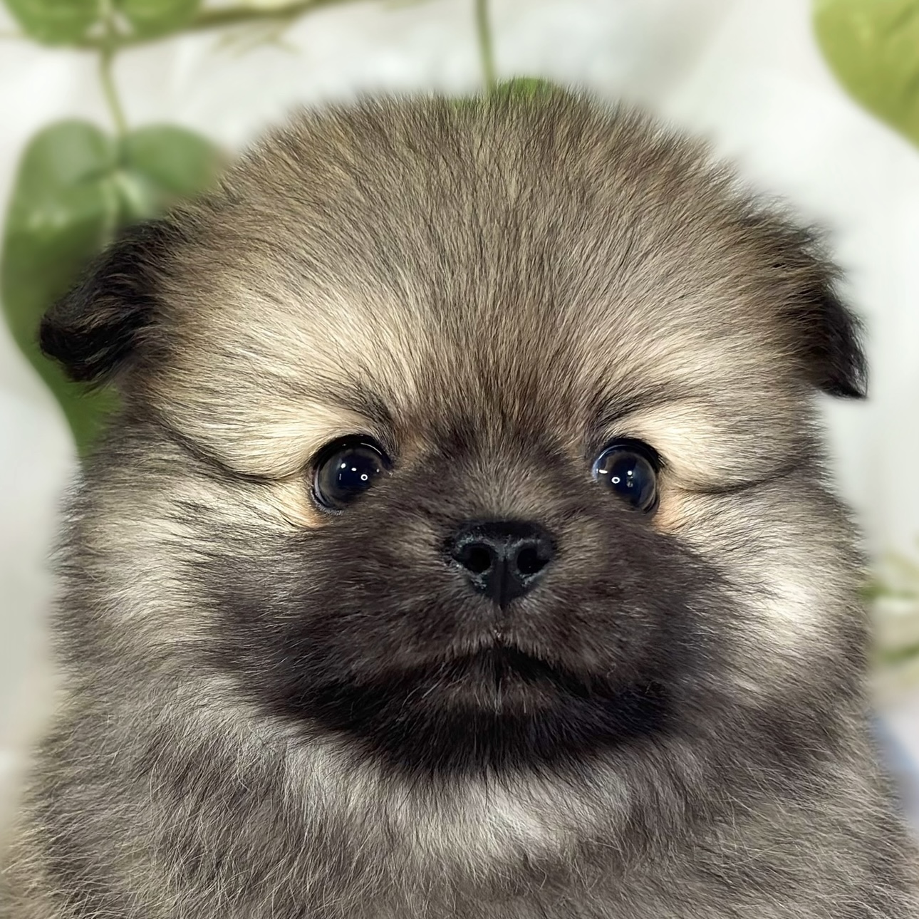 ハーフ犬男の子の写真