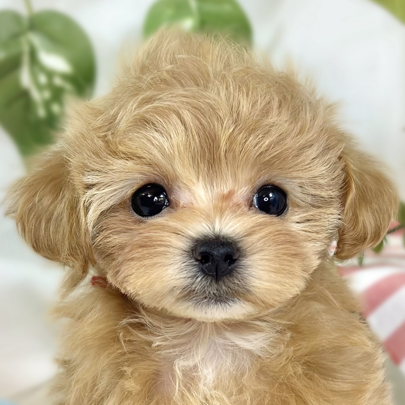 ハーフ犬女の子の写真