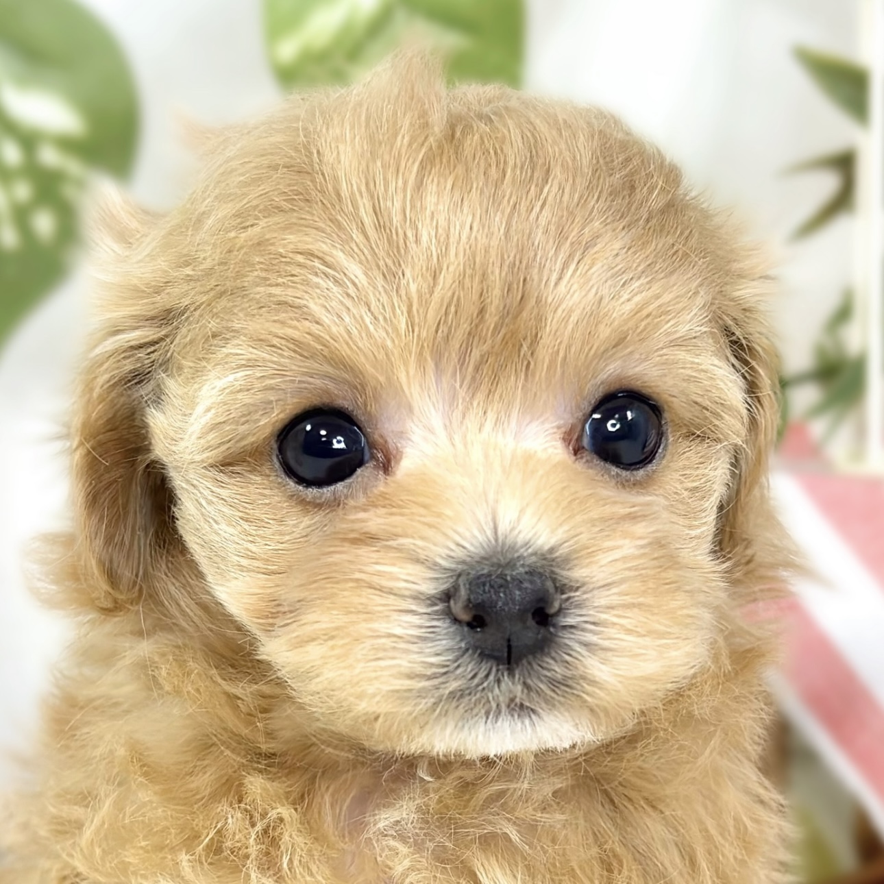 ハーフ犬女の子の写真