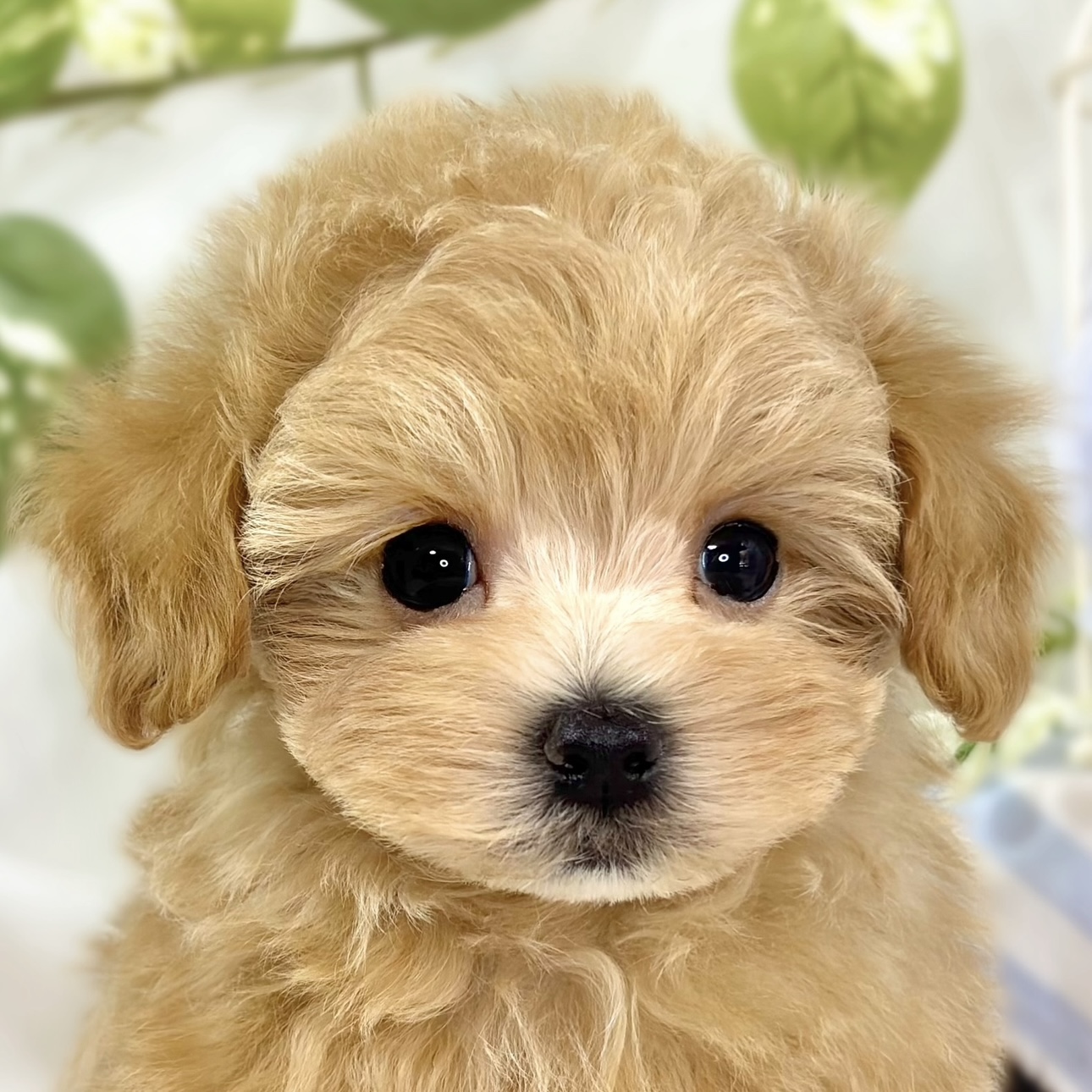 ハーフ犬男の子の写真