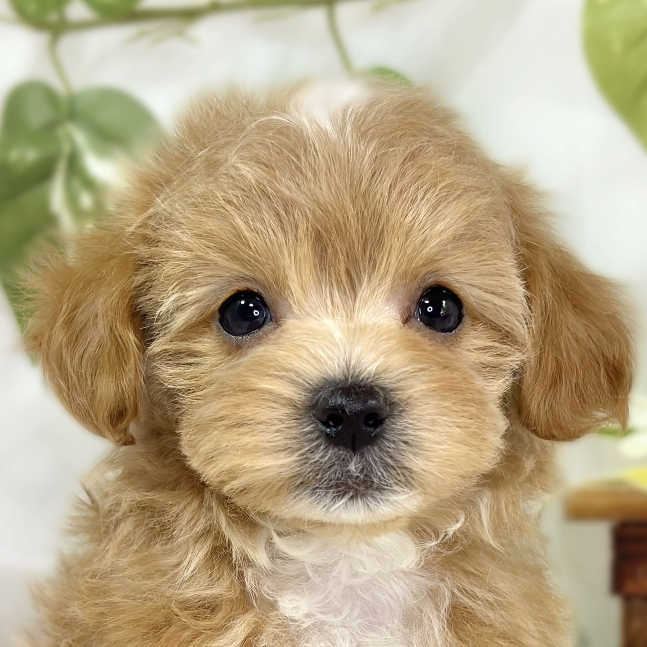 ハーフ犬男の子の写真