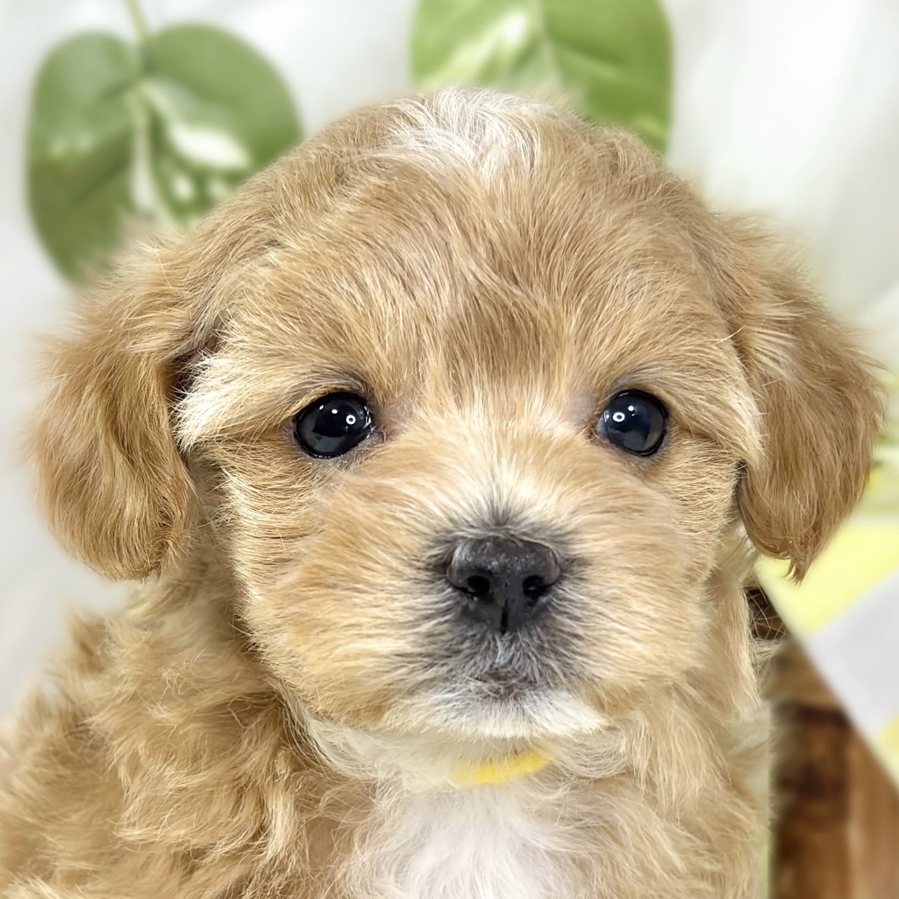 ハーフ犬男の子の写真