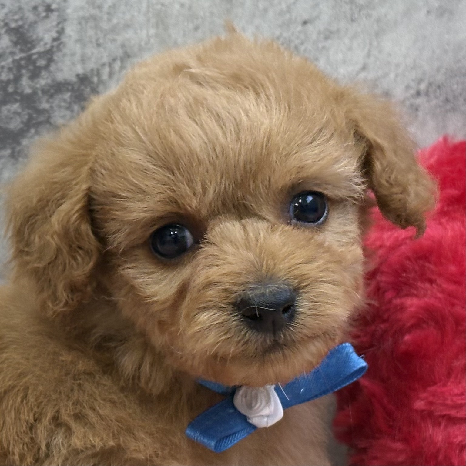 ハーフ犬男の子の写真