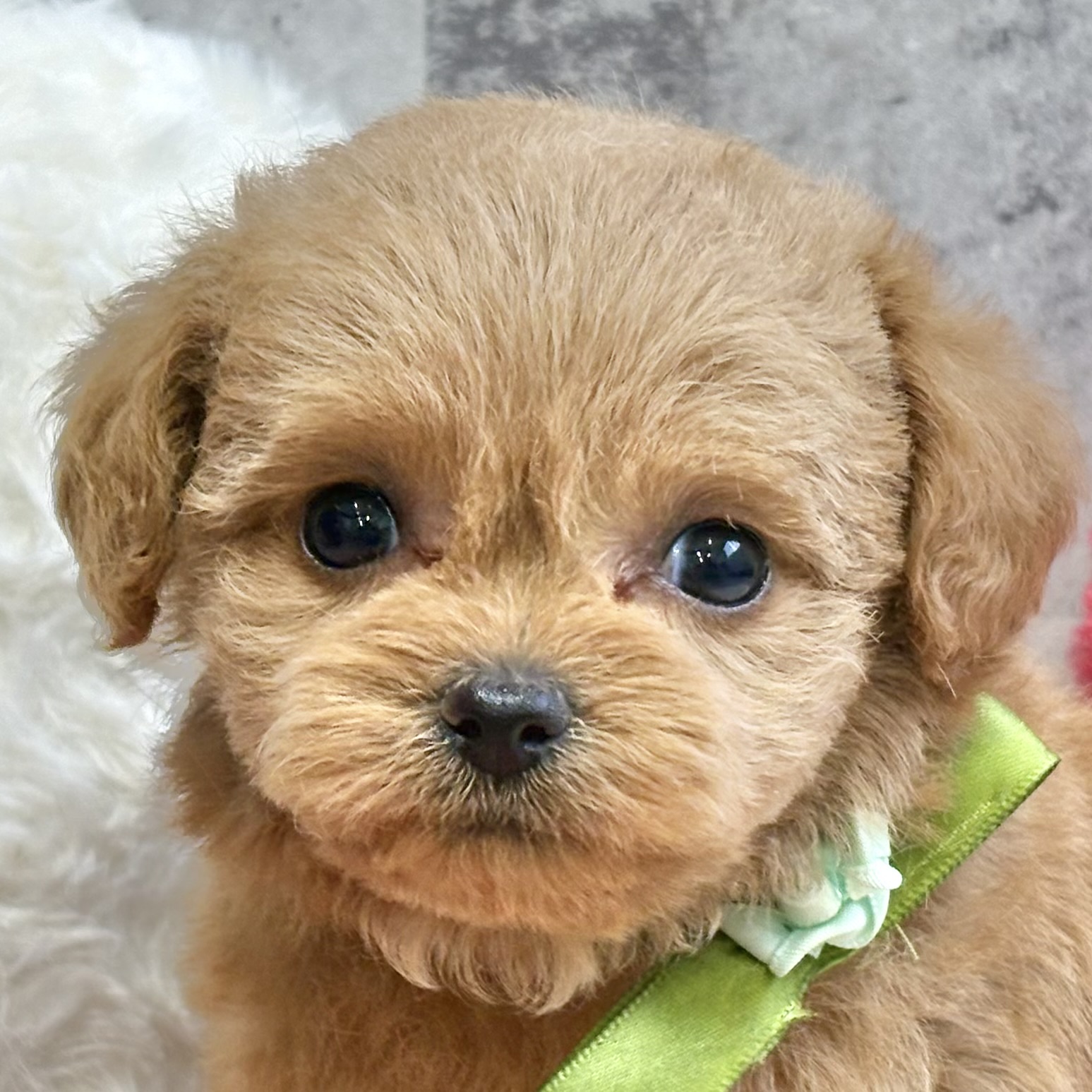 ハーフ犬女の子の写真