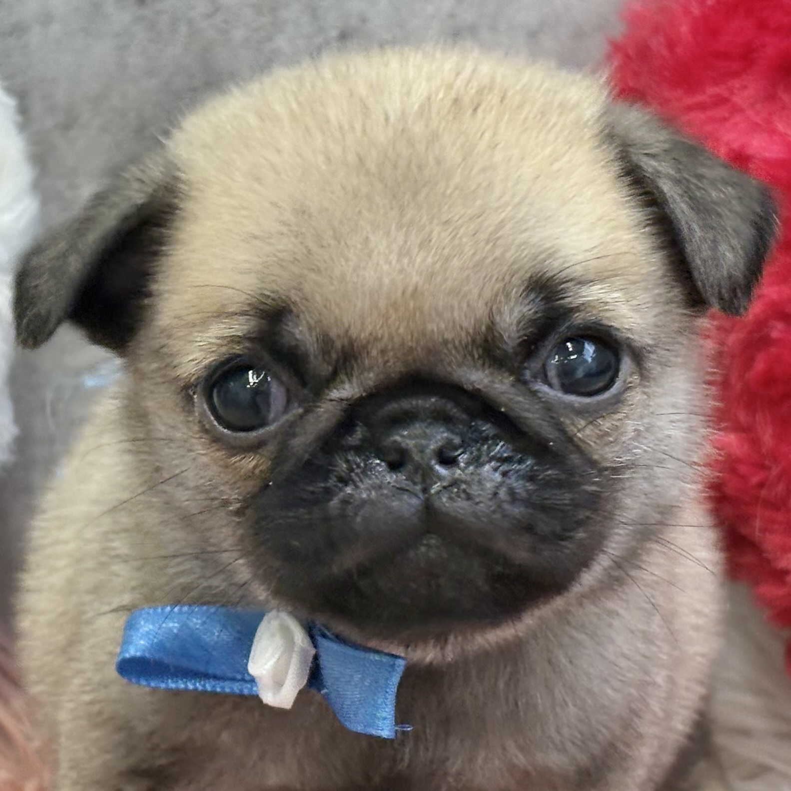 パグ男の子の写真