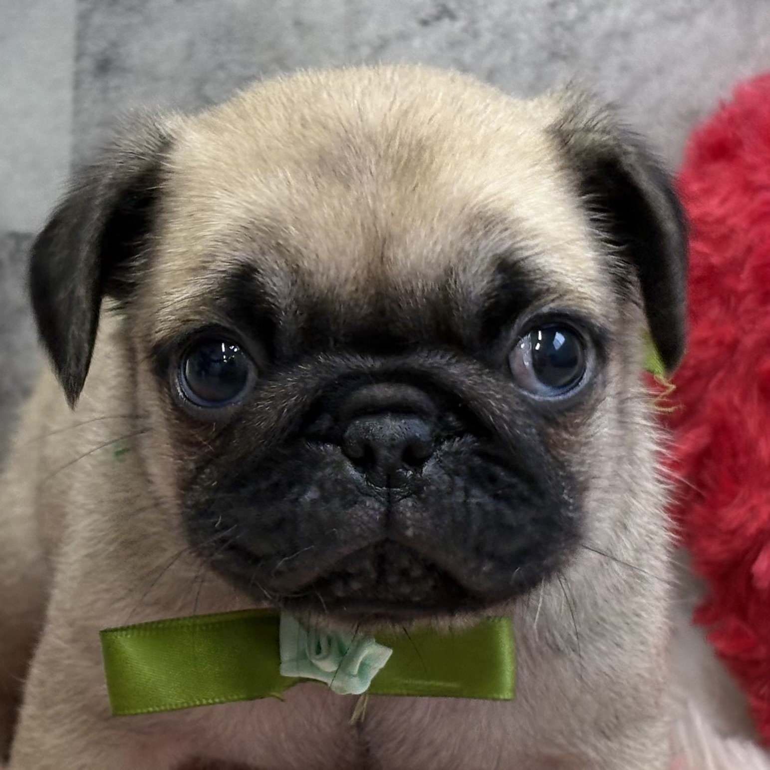 パグ男の子の写真