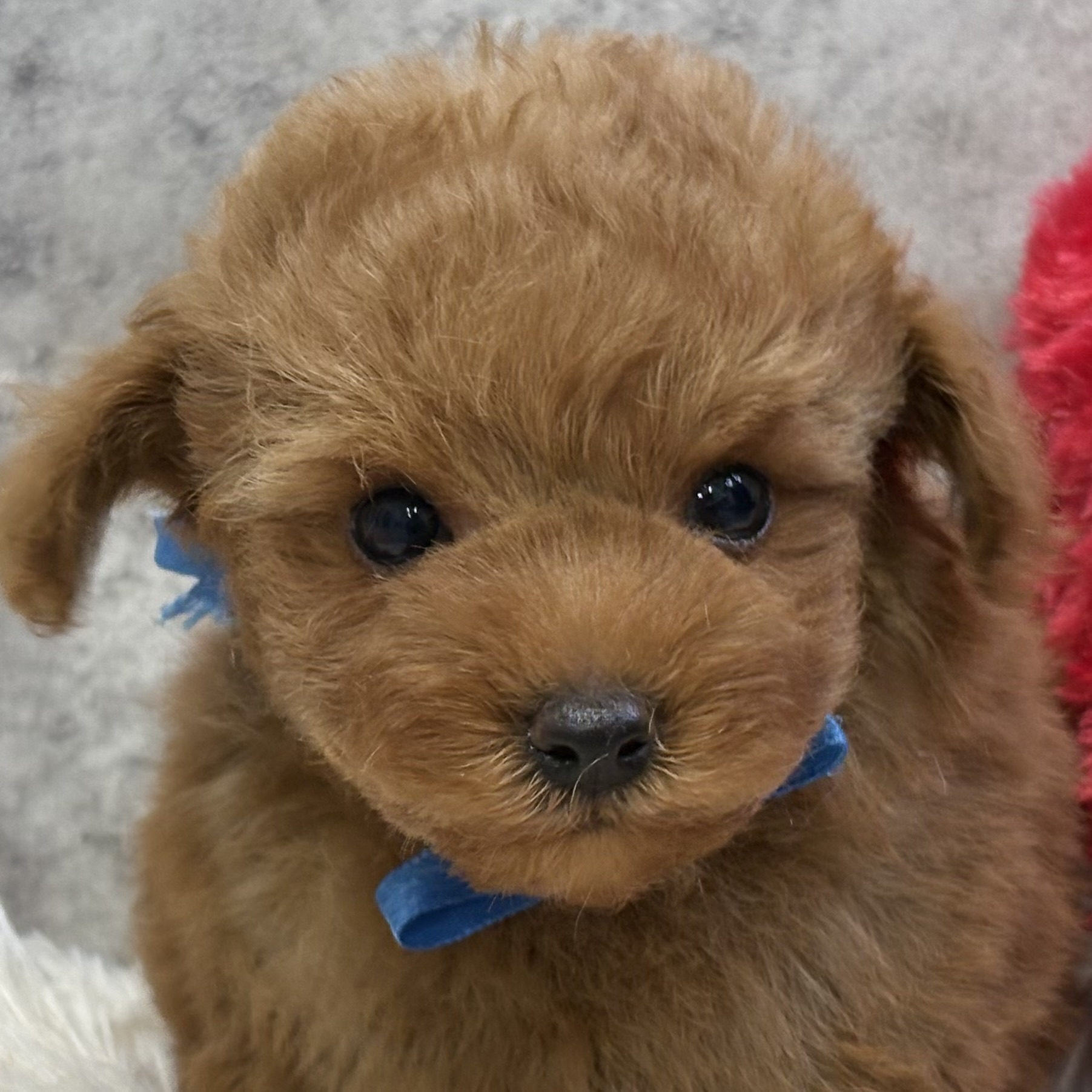 トイプードル男の子の写真