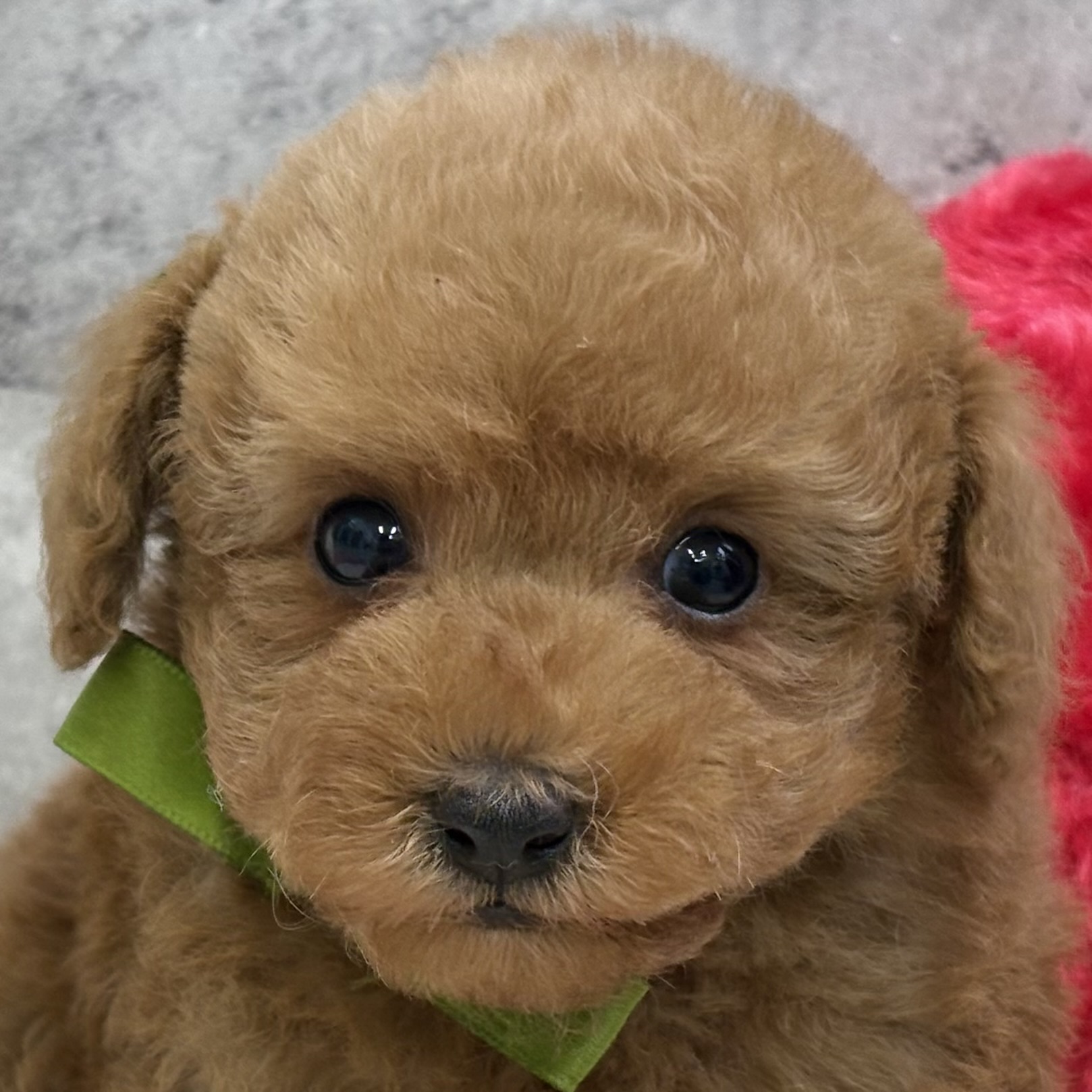 トイプードル男の子の写真