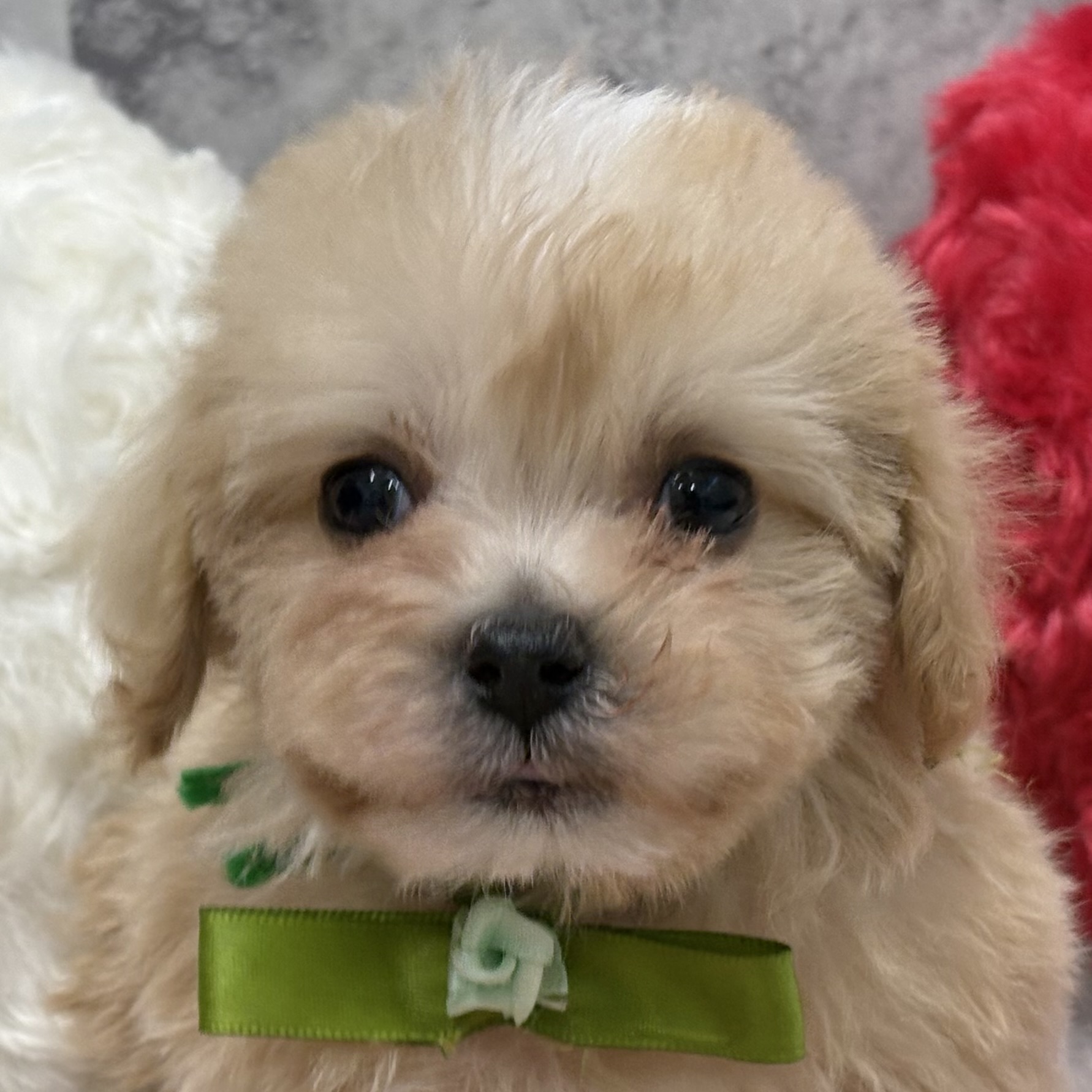 ハーフ犬男の子の写真