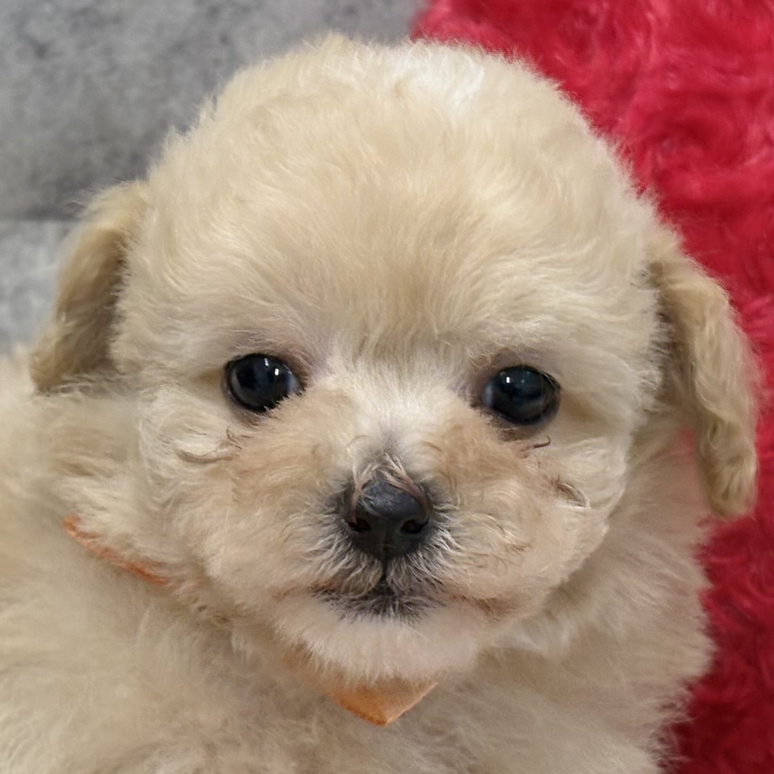 ハーフ犬女の子の写真