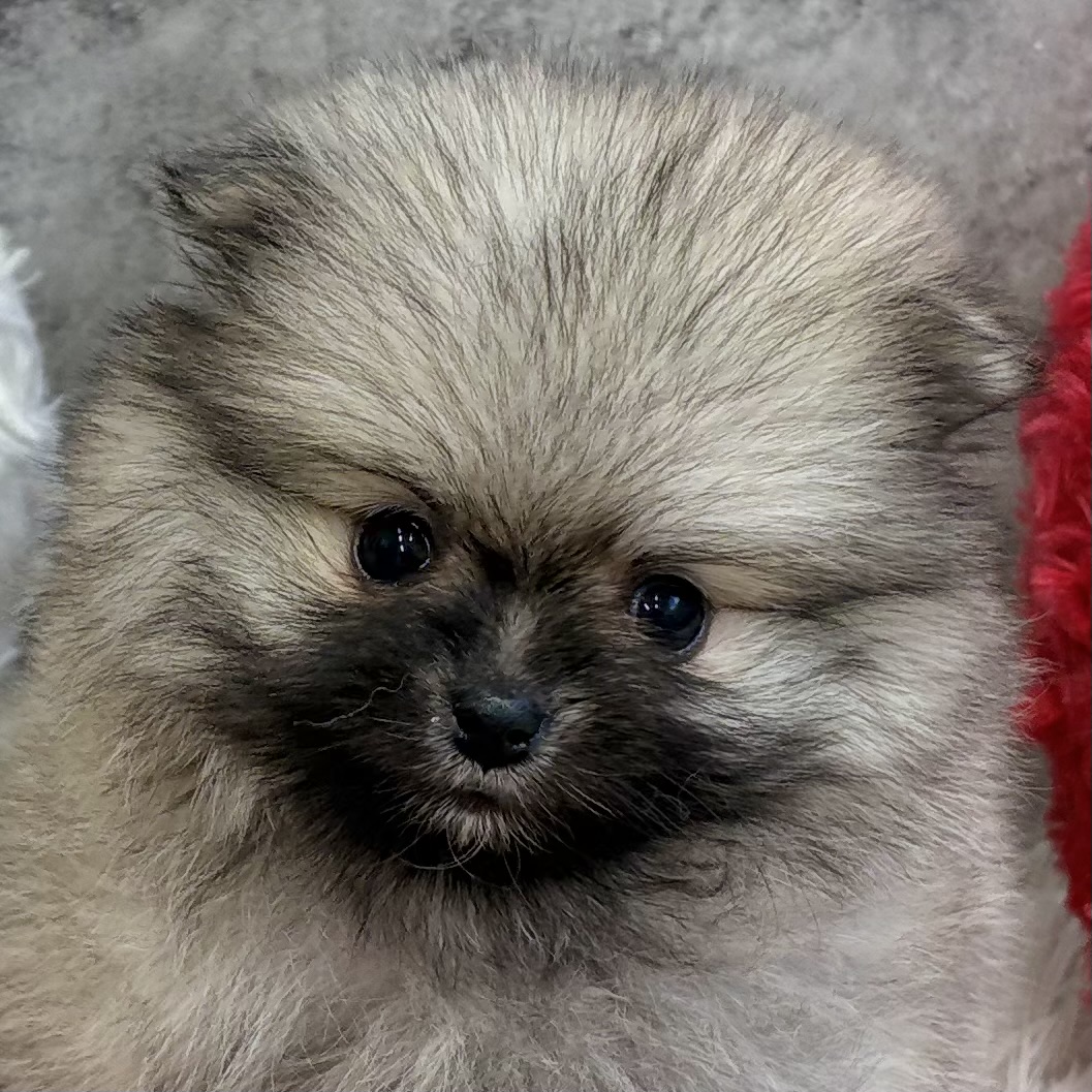 ポメラニアン女の子の写真