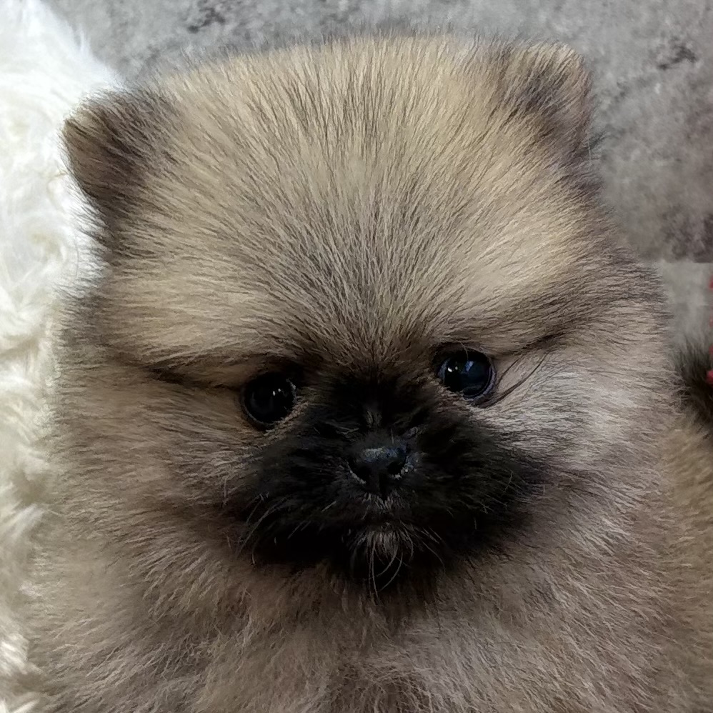 ポメラニアン男の子の写真