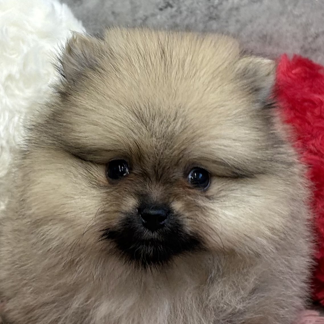 ポメラニアン女の子の写真