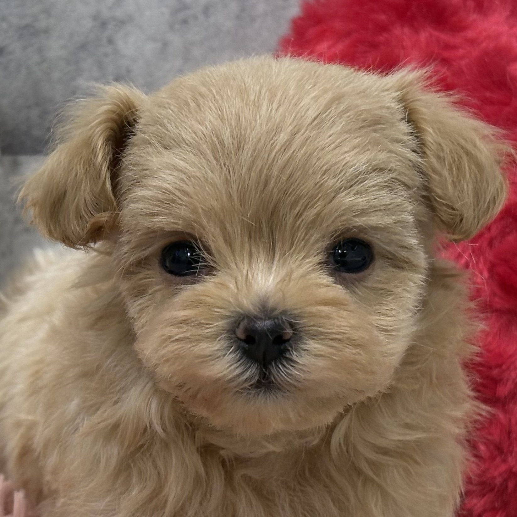 ハーフ犬男の子の写真