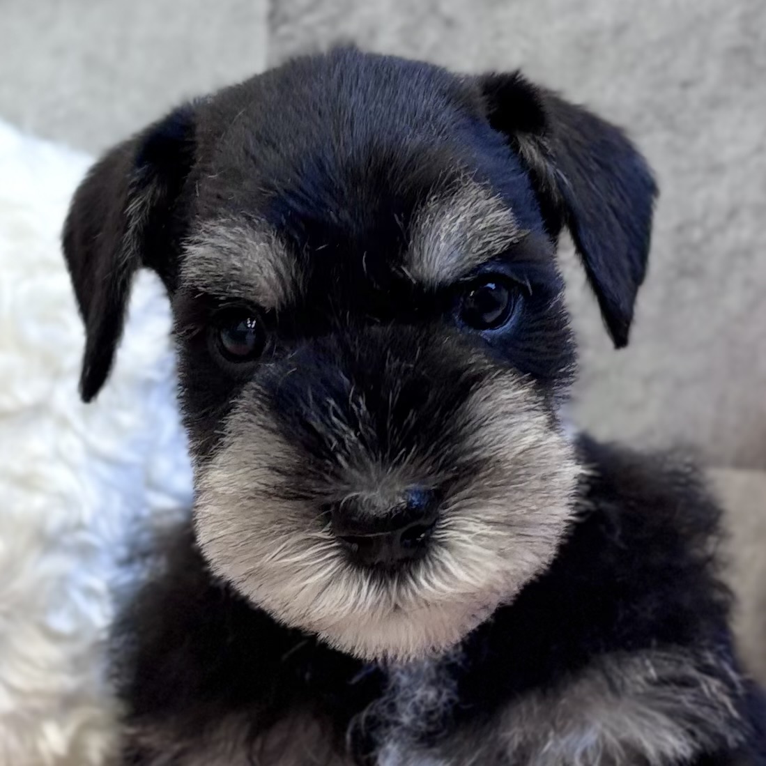 ミニチュアシュナウザー男の子の写真