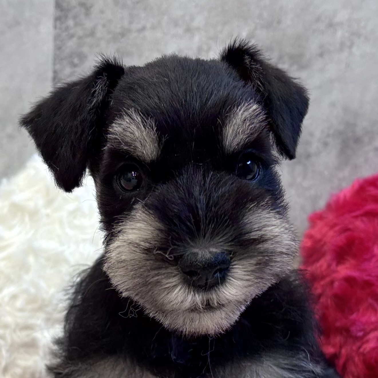 ミニチュアシュナウザー女の子の写真