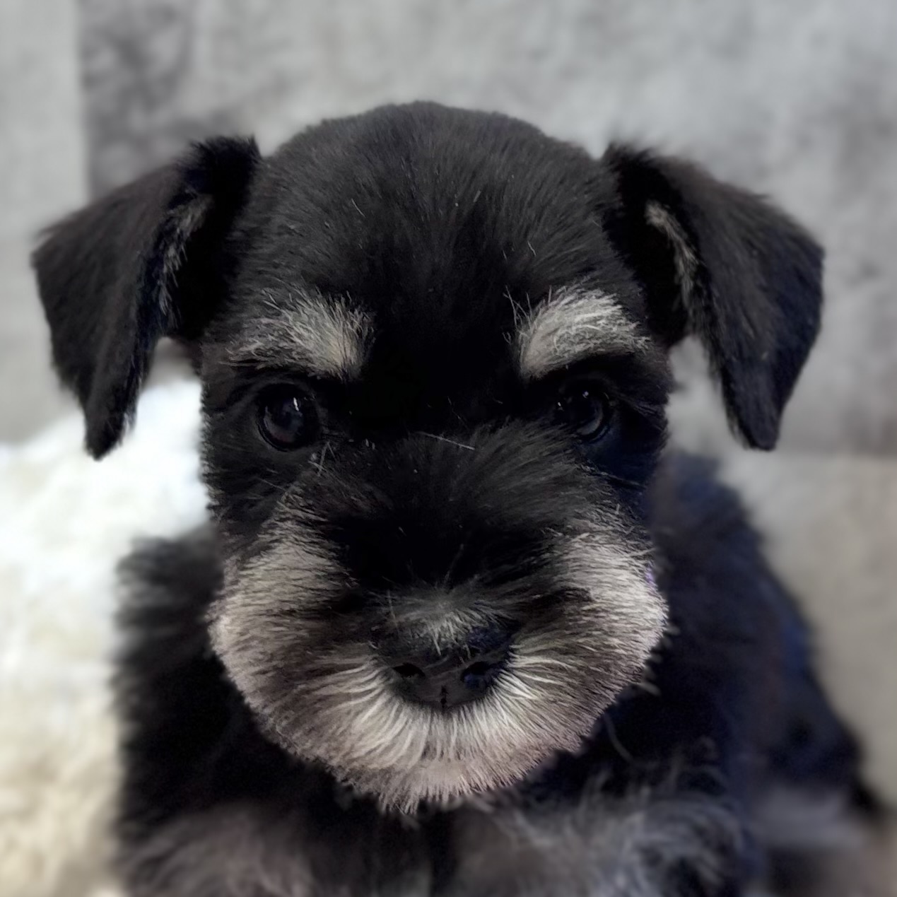 ミニチュアシュナウザー女の子の写真