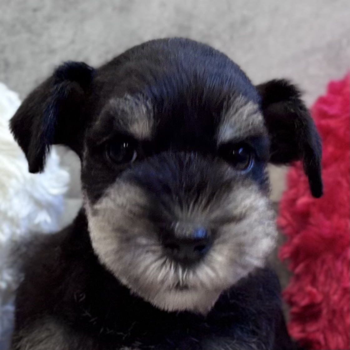 ミニチュアシュナウザー女の子の写真