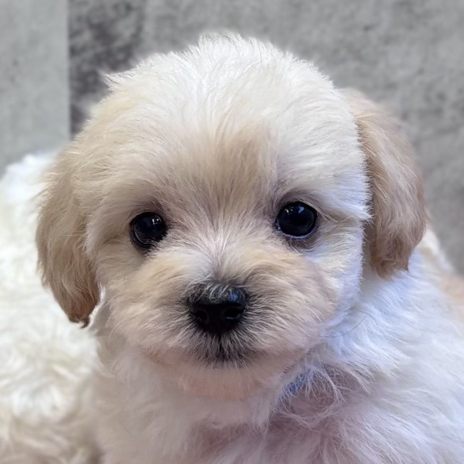 ハーフ犬女の子の写真