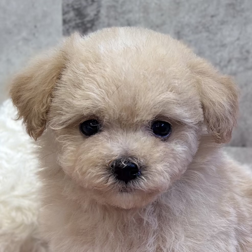 ハーフ犬男の子の写真