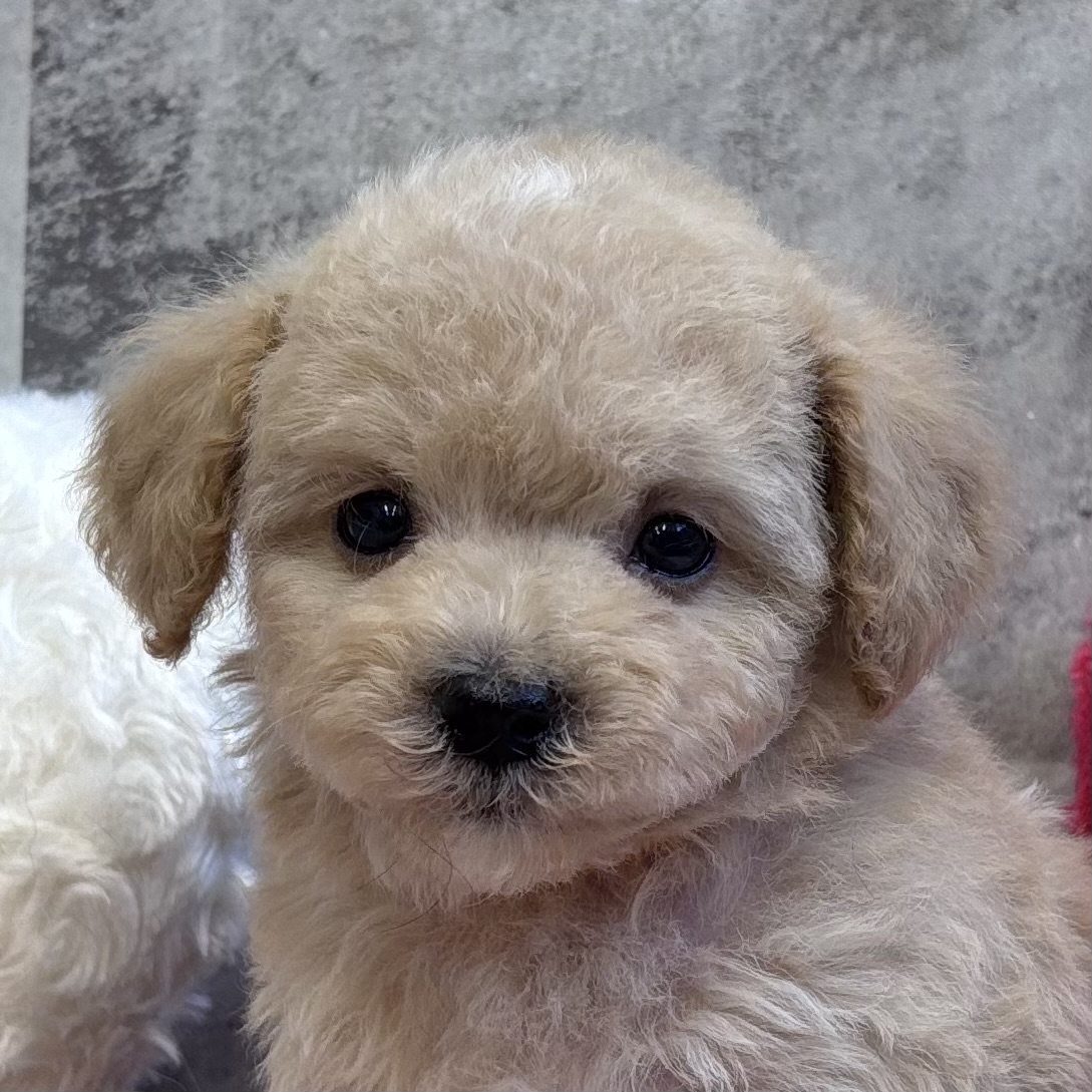 ハーフ犬男の子の写真