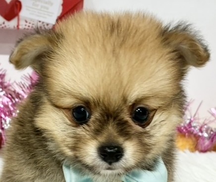 ハーフ犬男の子の写真