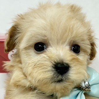 ハーフ犬女の子の写真