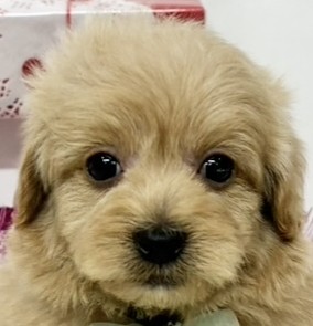 ハーフ犬男の子の写真