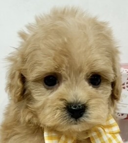 ハーフ犬男の子の写真