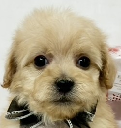 ハーフ犬女の子の写真