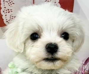 ハーフ犬男の子の写真