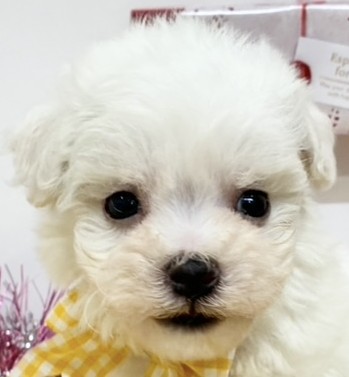 ハーフ犬男の子の写真