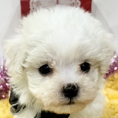 ハーフ犬男の子の写真