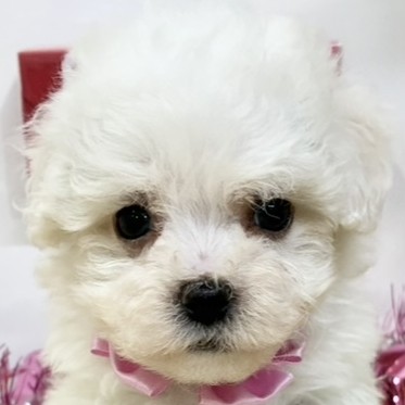 ハーフ犬女の子の写真